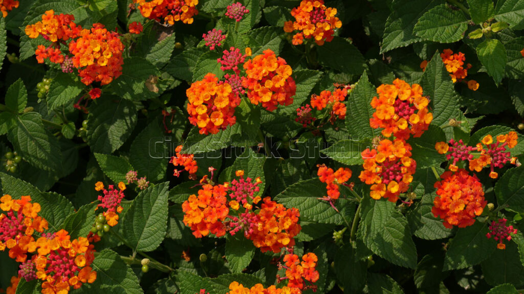 Beautiful Lantana Flowers in Vibrant Colors.