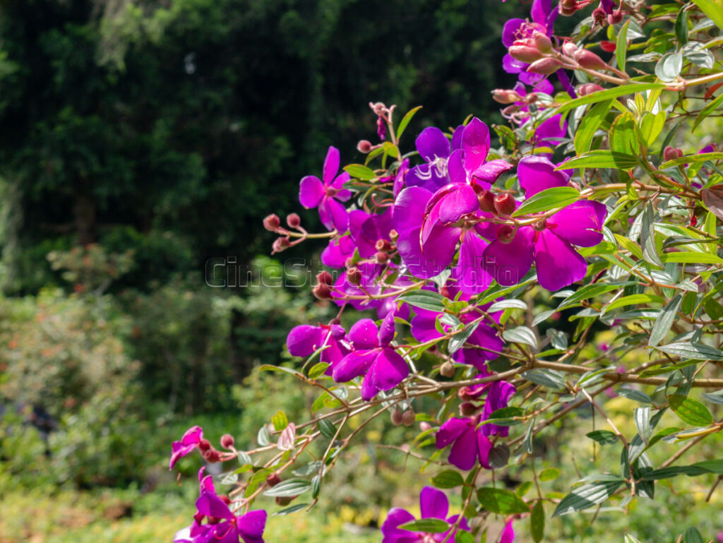 A lush shrub of vibrant purple Tibouchina flowers blooming in the garden.