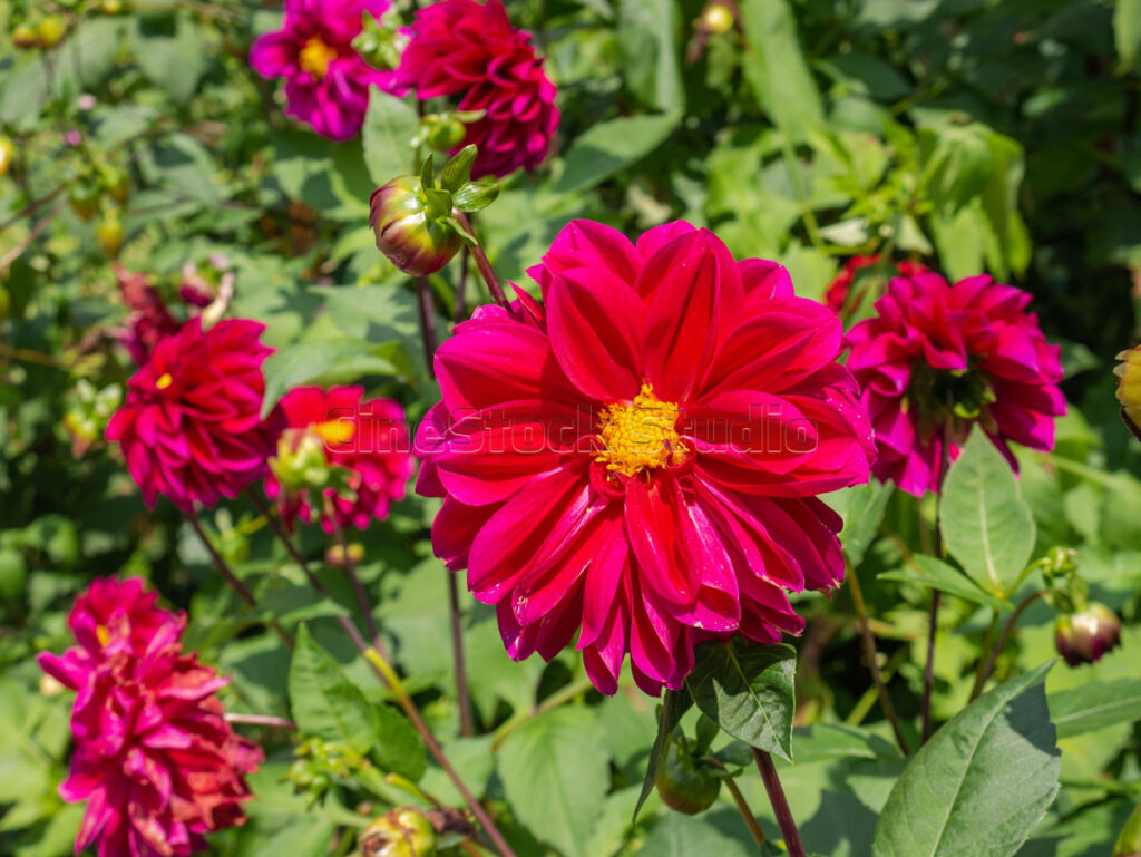 A vibrant red Dahlia flower blooming beautifully in a sunny garden bed.