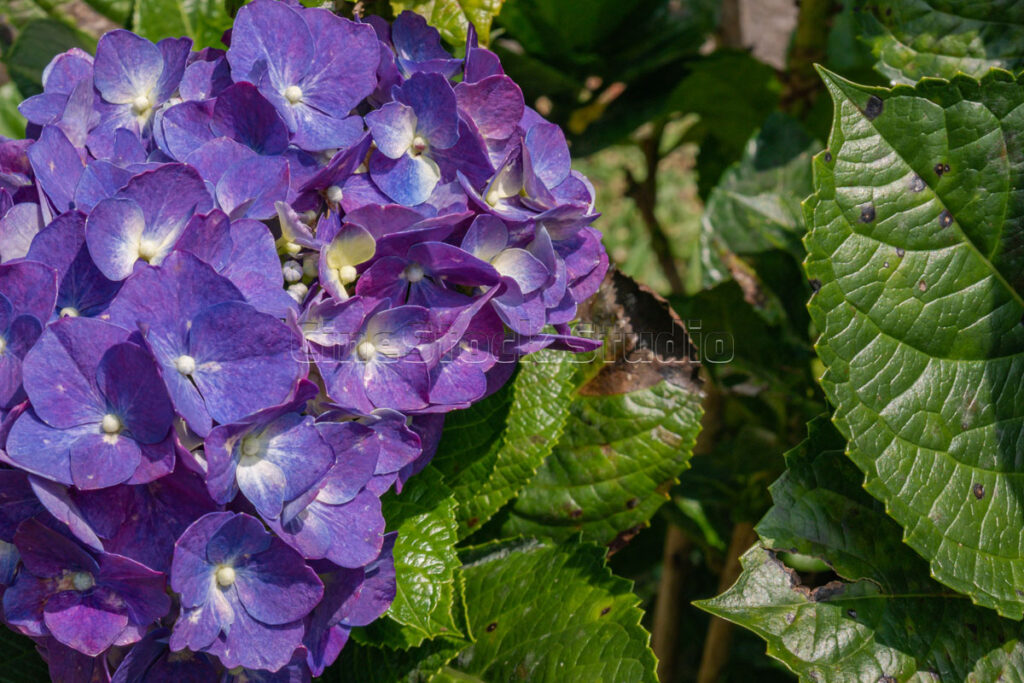 Vibrant purple hydrangea cluster surrounded by lush green leaves in tropical garden.
