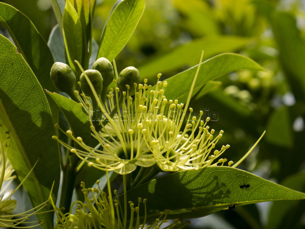 A vibrant cluster of yellow Golden Penda flowers with prominent stamens in sunlight.