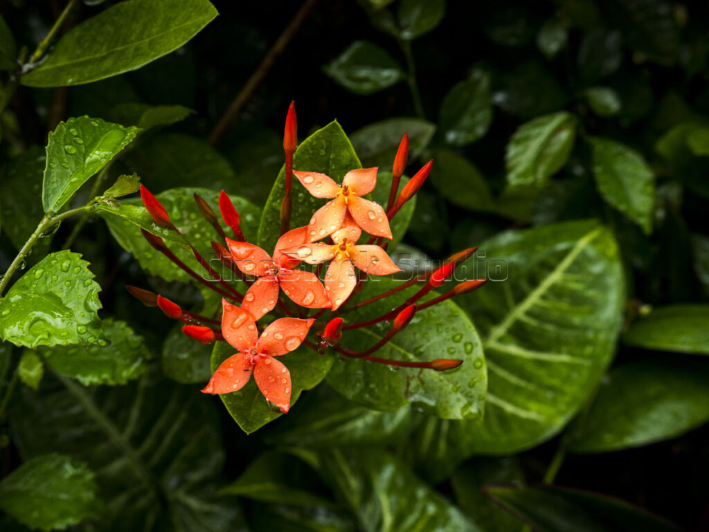 Close up view of vivid red Ixora petals showing four-lobed flower detail.