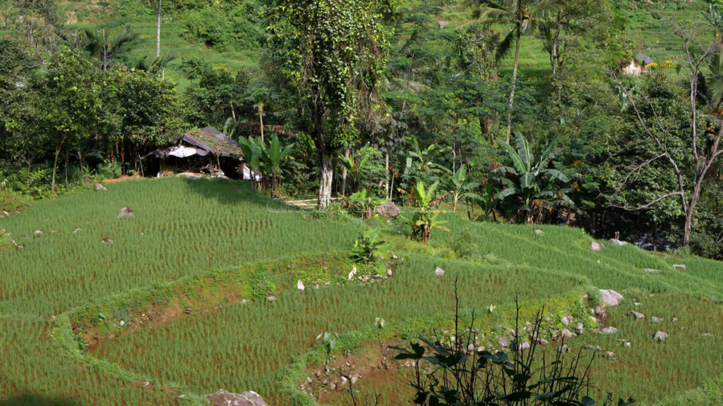 Terraced rice fields with banana plants and simple huts.