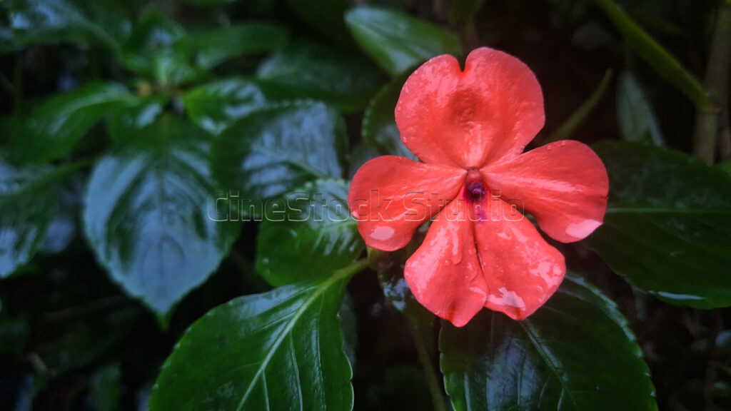 Close-up of a single red Impatiens walleriana flower with fresh water droplets.