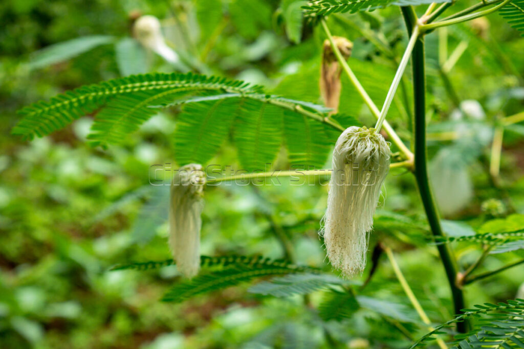 Young white Calliandra powder puff flower buds growing on a green branch.