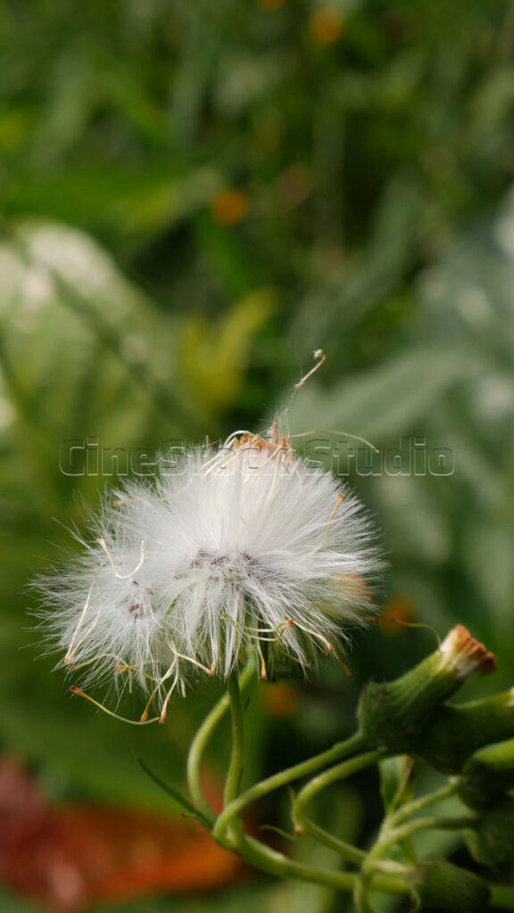 Vertical close-up of a white fluffy wild Crassocephalum seed head in a green field.