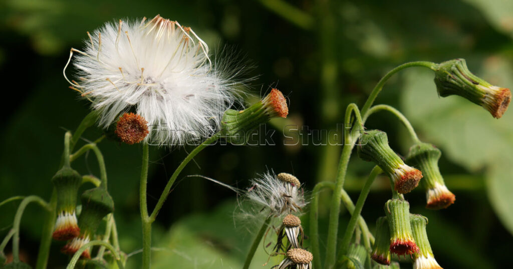Several stalks of a wild Crassocephalum crepidioides plant featuring a fluffy white seed head and developing buds.