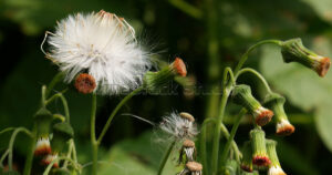 Several stalks of a wild Crassocephalum crepidioides plant featuring a fluffy white seed head and developing buds.
