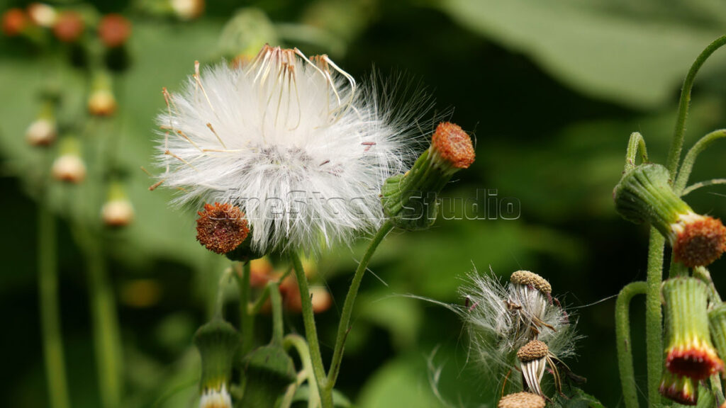 A white fluffy wild Crassocephalum crepidioides seed head surrounded by closed orange-tipped flower buds.
