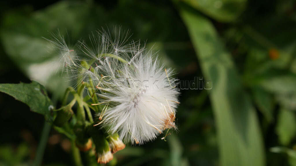 Close-up of white wild Crassocephalum crepidioides seeds starting to blow away from the seed head.