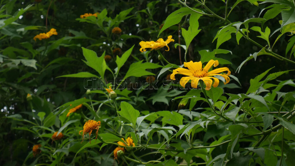 A wild shrub filled with several yellow Mexican sunflowers in a lush environment.