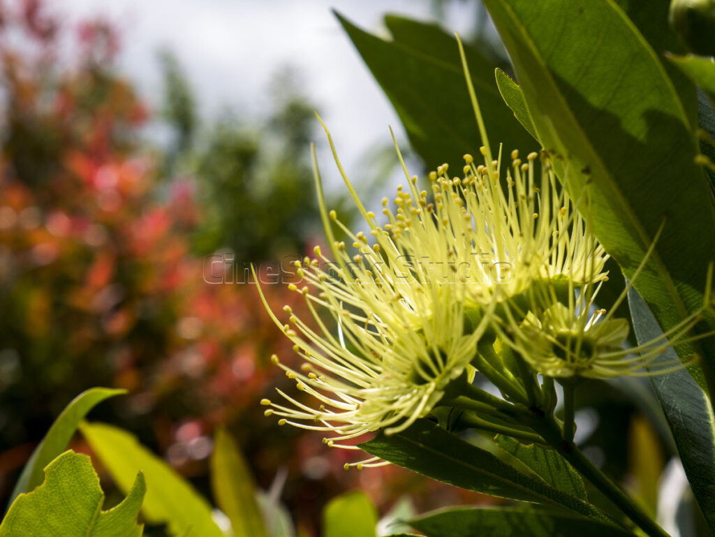 A bright yellow First Love flower blooming against a blurred garden background.