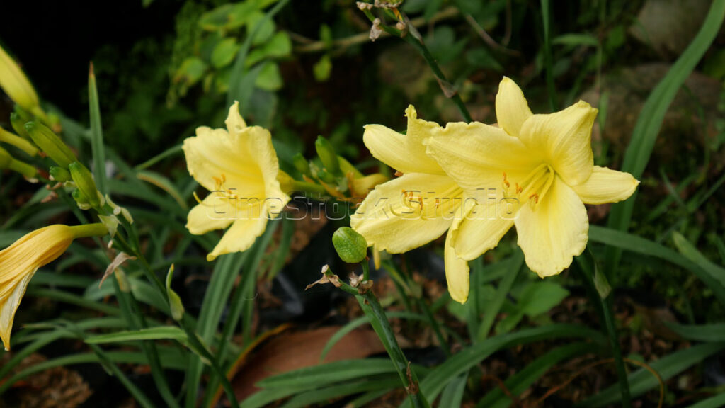 Macro shot of yellow Hemerocallis lilioasphodelus flowers with soft green background.