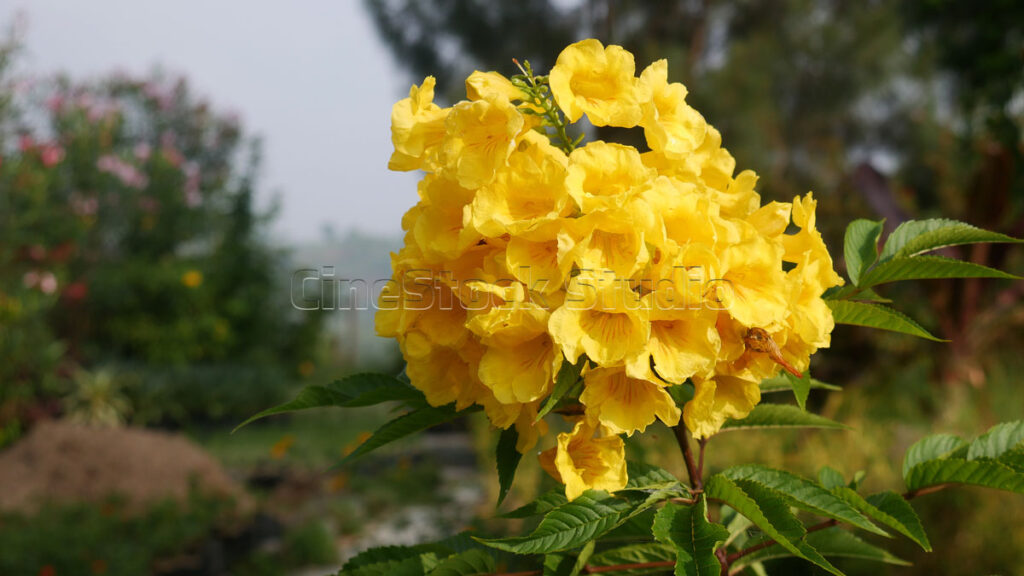 Yellow Hydrangea Flower with Fresh Petal Details.