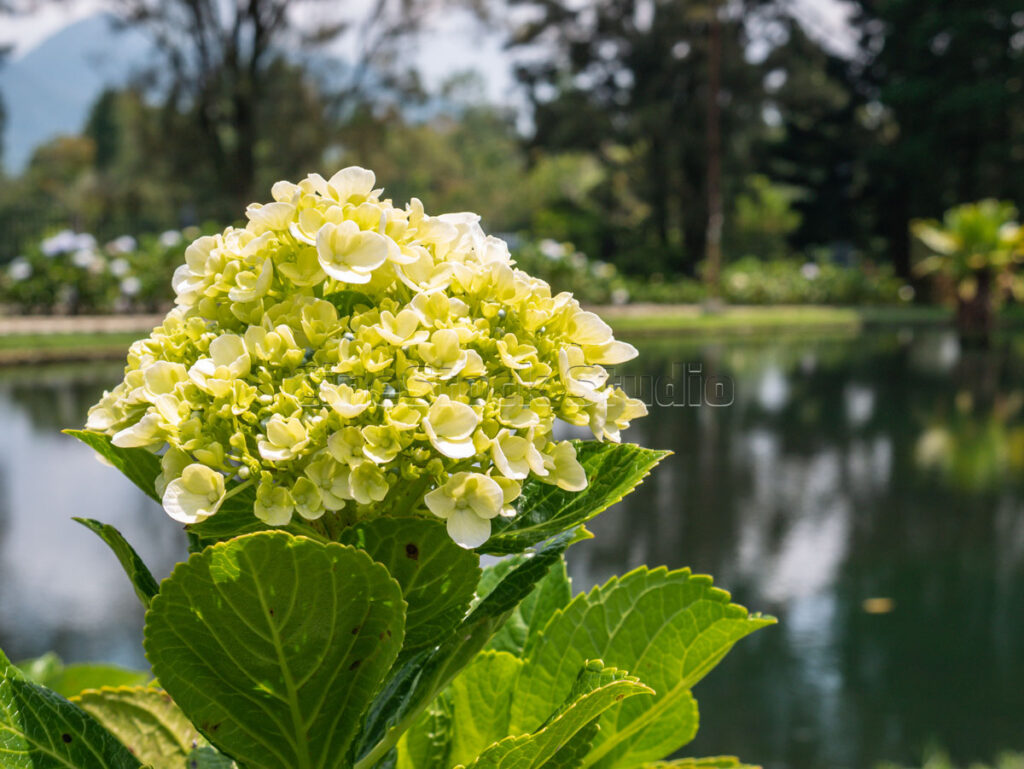 Yellow Hydrangea flower blooming with a scenic lake and mountain in the background.