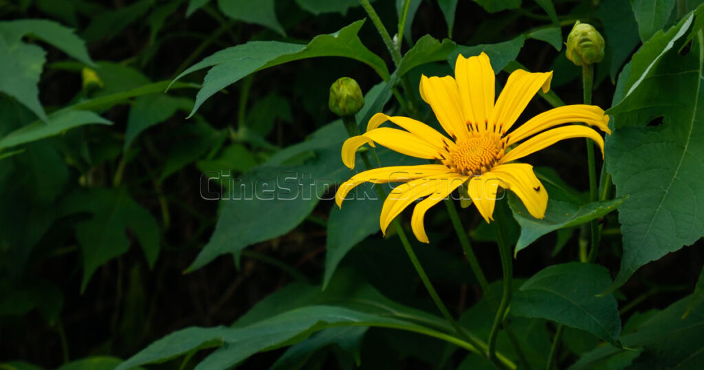 Close-up of a single Mexican sunflower blossom showing its thin yellow petals.