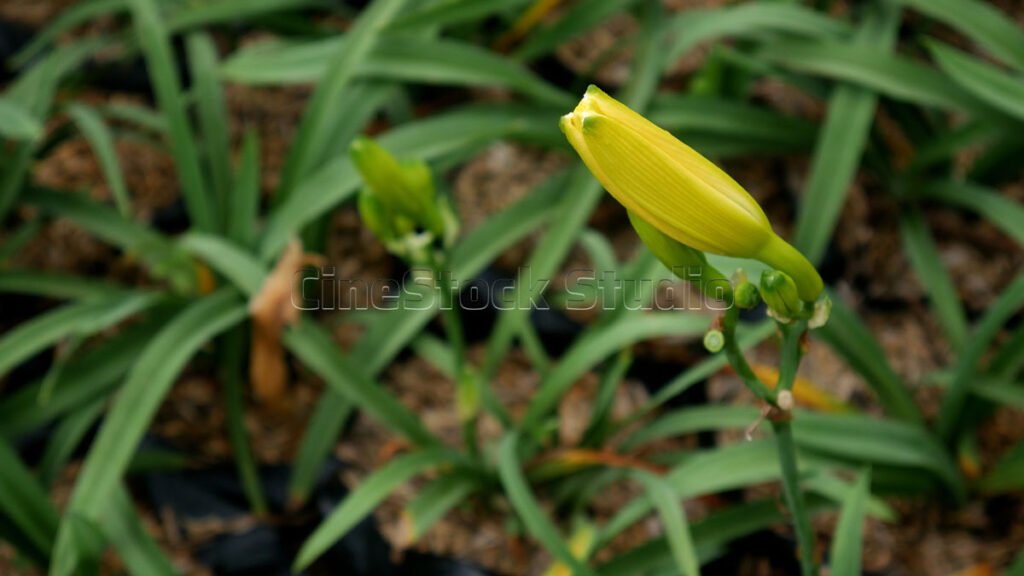 A single young yellow Daylily bud about to open in a nursery.