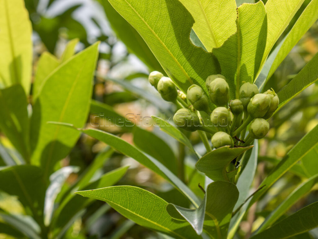 Clusters of young green Golden Penda seed pods growing on a sturdy tree branch.