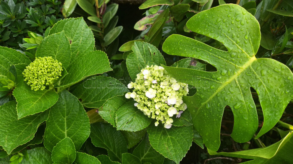 Young green Hydrangea buds growing next to a large Monstera deliciosa leaf with raindrops.
