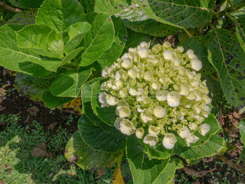 Green hydrangea buds illuminated by sunlight in tropical botanical garden, Indonesia.
