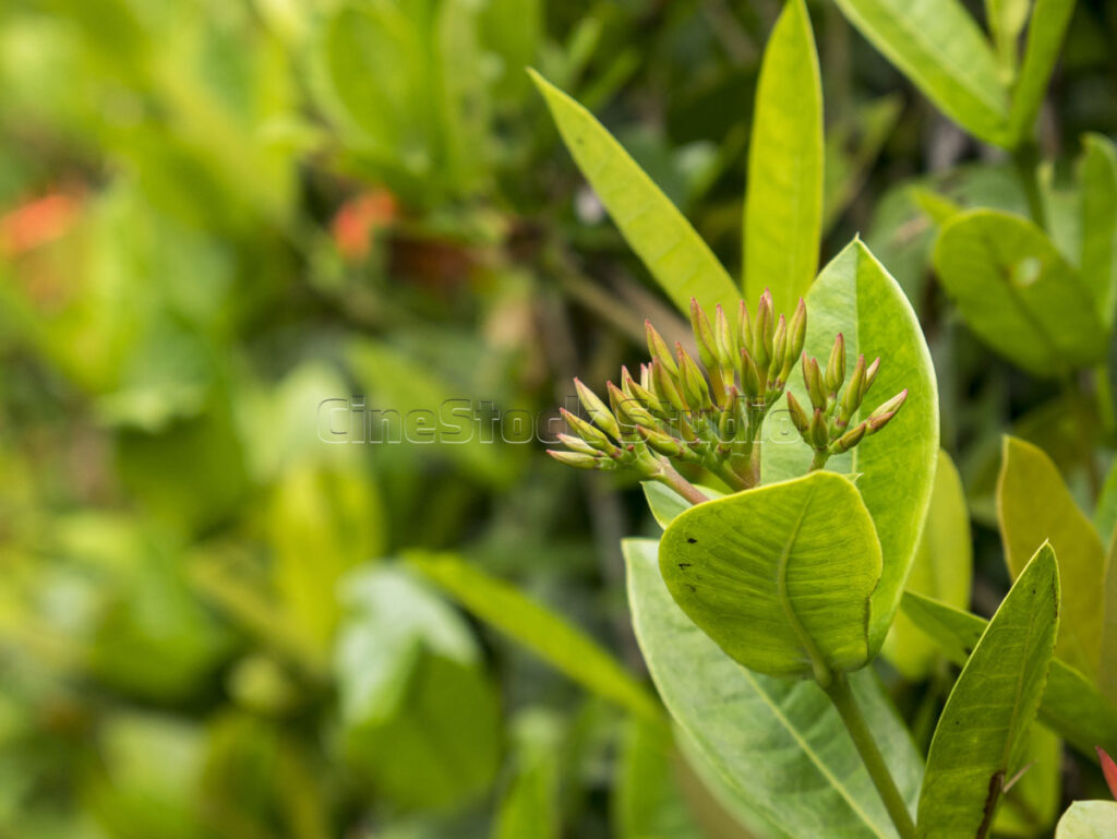 Macro shot of young green and red Ixora buds about to bloom.
