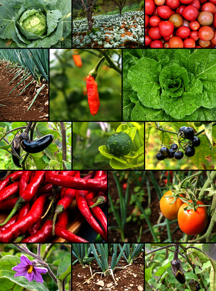 cinestock studio collage agriculture journal