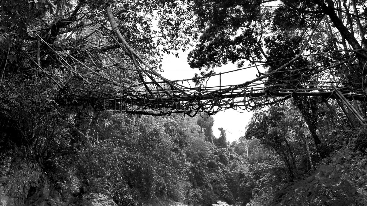 Side profile showing the strength of the living root bridge