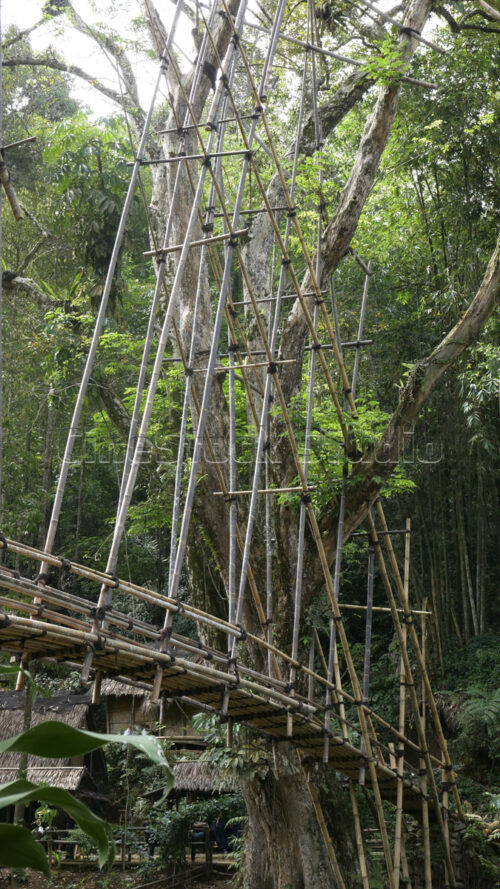 Looking up at the impressive bamboo scaffolding that forms the sturdy backbone of the Gajeboh bridge. Vertical shot of the tall bamboo poles supporting the bridge.