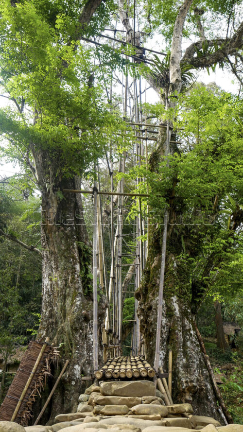 Looking up from the base, the Gajeboh Bamboo Bridge stands as an impressive example of indigenous architectural ingenuity. Low angle view of the towering bamboo structure of Gajeboh bridge.